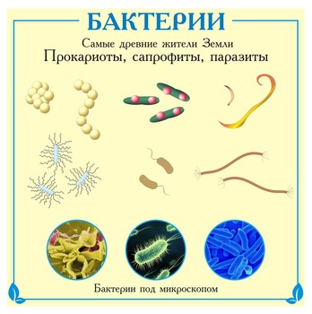Стенд. Биология