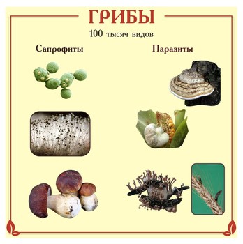 Планшет. Биология