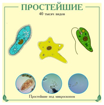 Планшет. Биология