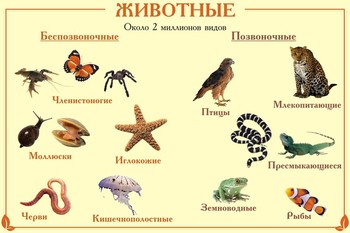 Стенд. Биология