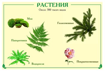 Стенд. Биология