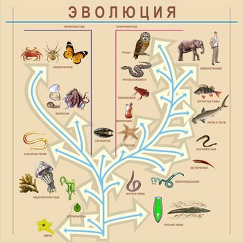 Стенд. Биология